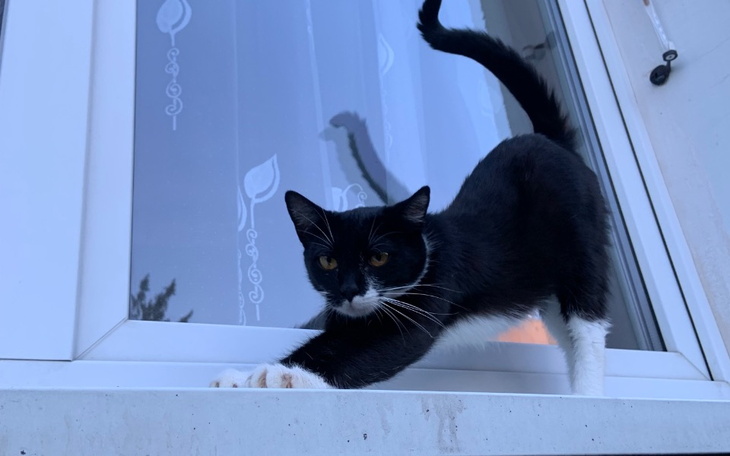 Zbiórka Na leczenie białaczki u Rysi - zdjęcie główne