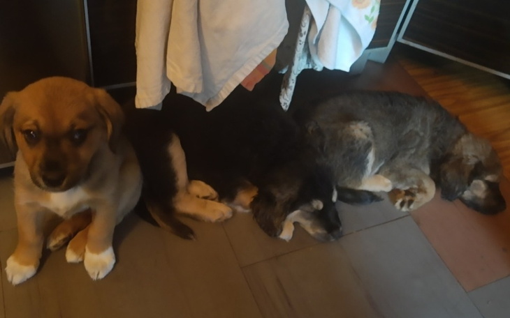 Zbiórka Kastracja psich przyjaciół - zdjęcie główne