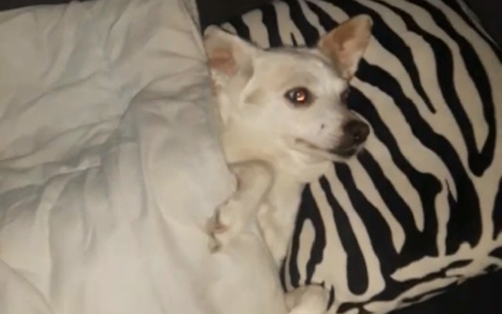 Zbiórka Urna dla mojej suni Sabci. - zdjęcie główne