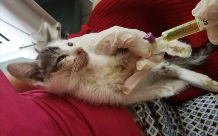 Zbiórka PANLEUKOPENIA-  uciec śmierci - zdjęcie główne