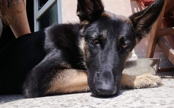 Zbiórka Psiak z chorym kręgosłupem... - zdjęcie główne