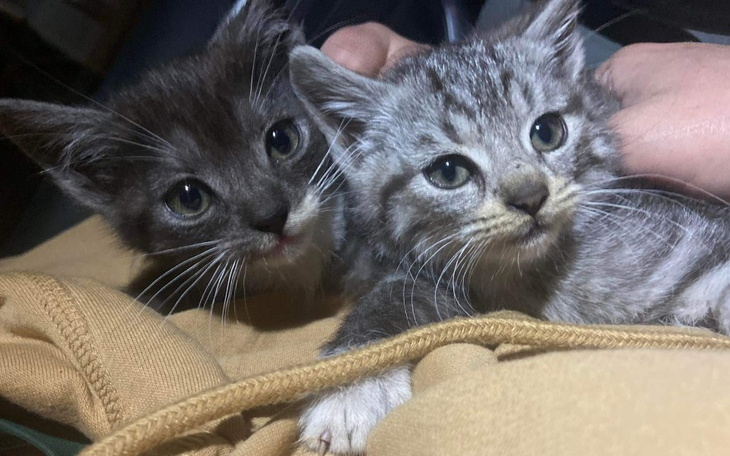 Dwa kociaki w objęciach, wyglądają na zadowolone i przytulone.