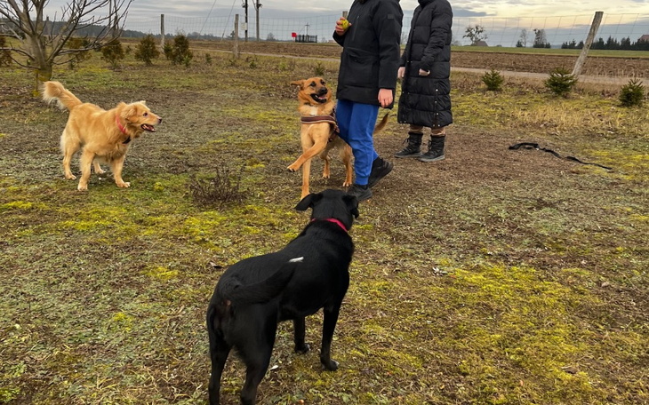 Ludzie z psami na spacerze w naturalnym otoczeniu.