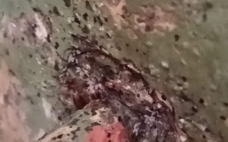 Zbiórka Na pluskwy - zdjęcie główne