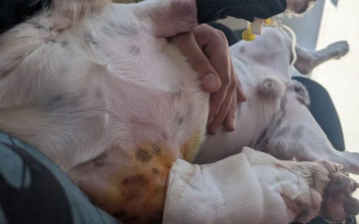 Pies z opatrunkiem, leżący na kolanach właściciela.