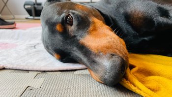 Zbiórka aRes dla Dobermanów - miniaturka zdjęcia