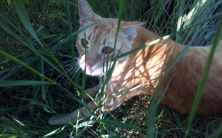 Zbiórka Koci raj - zdjęcie główne