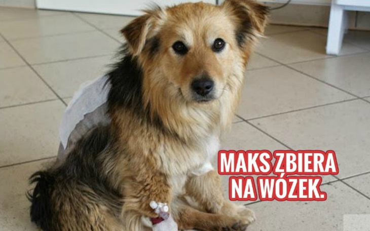 Zbiórka Maks prosi o pomoc. - zdjęcie główne