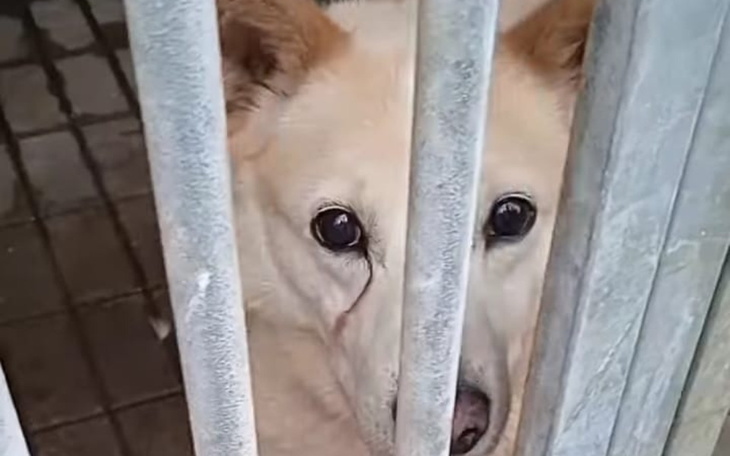 Pies w schronisku, patrzący przez kraty.