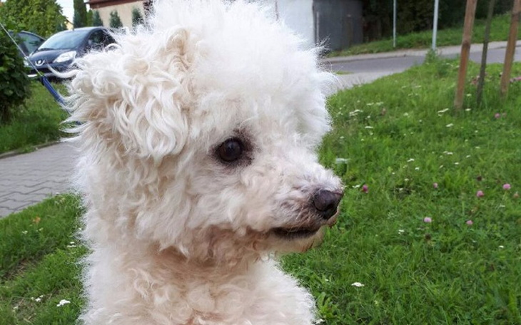 Zbiórka Oddany z domu po 13 latach POMOC - zdjęcie główne