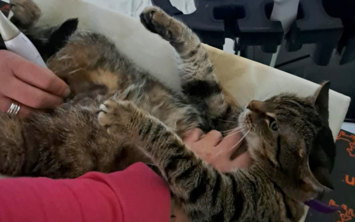 Kot leżący na stole, głaskany przez osobę.