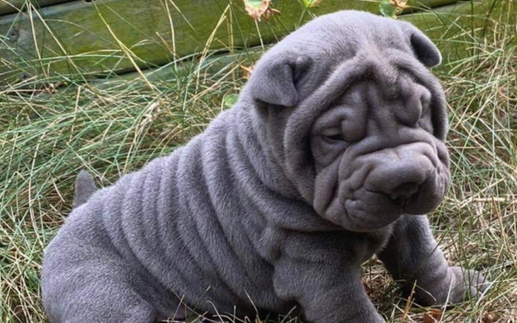 Zbiórka Operacja dla ILII - zdjęcie główne