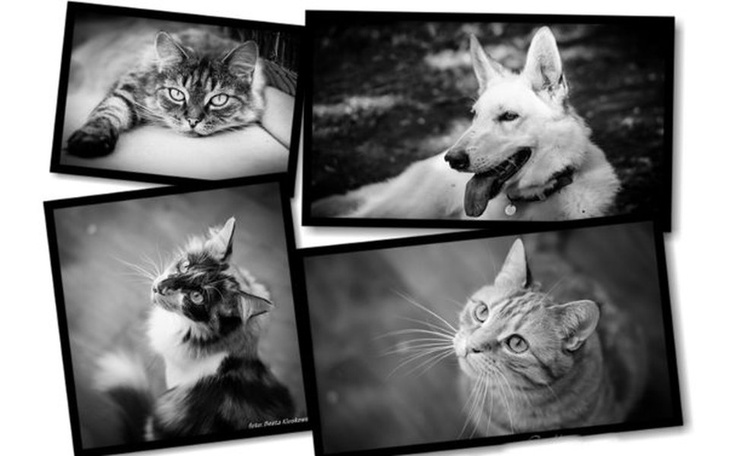 Zbiórka Na leczenie naszych zwierzaczków - zdjęcie główne