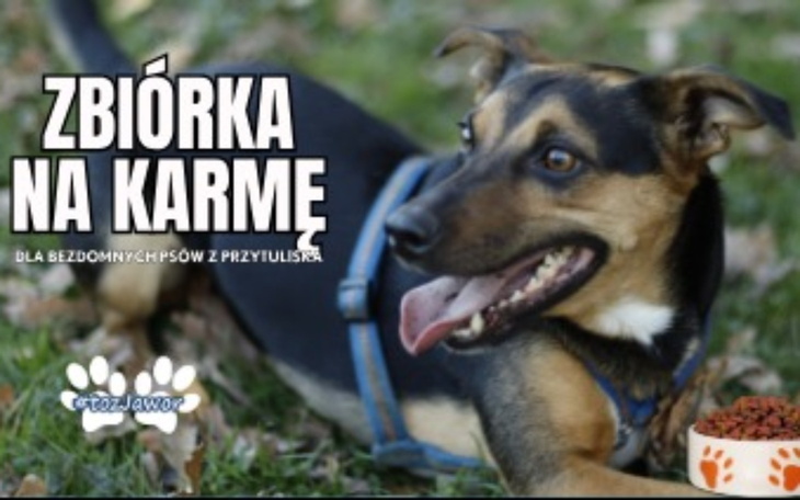 Pies z uśmiechem, zachęcający do wsparcia zbiórki na karmę.