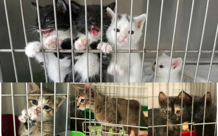 Zbiórka Pomóżcie kocim dzieciom... - zdjęcie główne