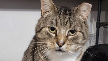 Zbiórka Na prezenty dla kotków na dzień - miniaturka zdjęcia