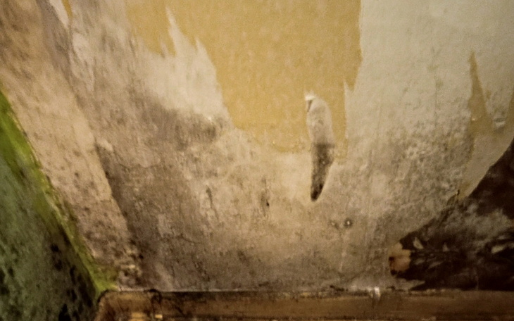 Zbiórka Walka z grzybem i pleśnią - zdjęcie główne