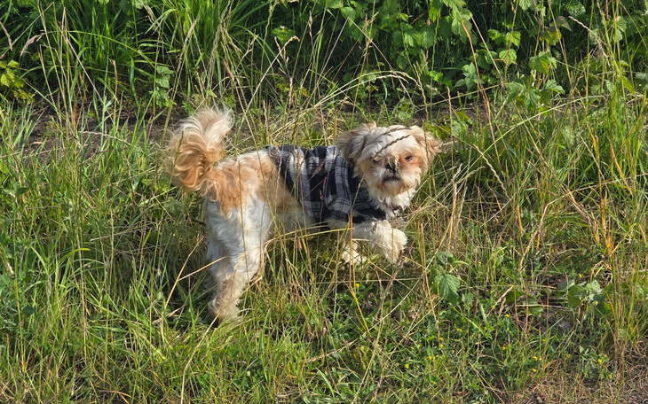 Pies w stylowej koszulce, bawiący się w trawie.
