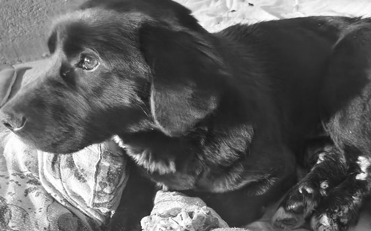 Zbiórka Zbiórka na opercje Gucia - zdjęcie główne