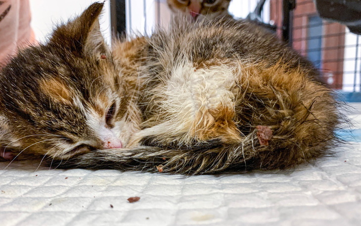 Zbiórka Na ratunek okruszkom - inkubator - zdjęcie główne