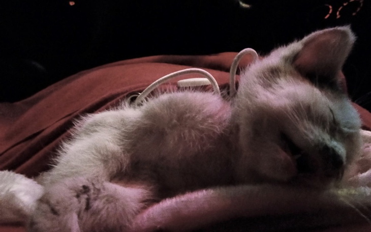 Zbiórka Uratujmy dzielnego Białego - zdjęcie główne