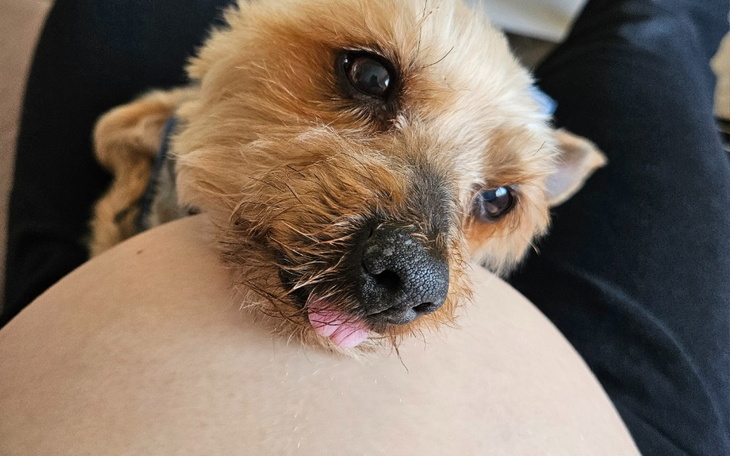 Pies leżący na brzuchu właściciela, z językiem na wierzchu.