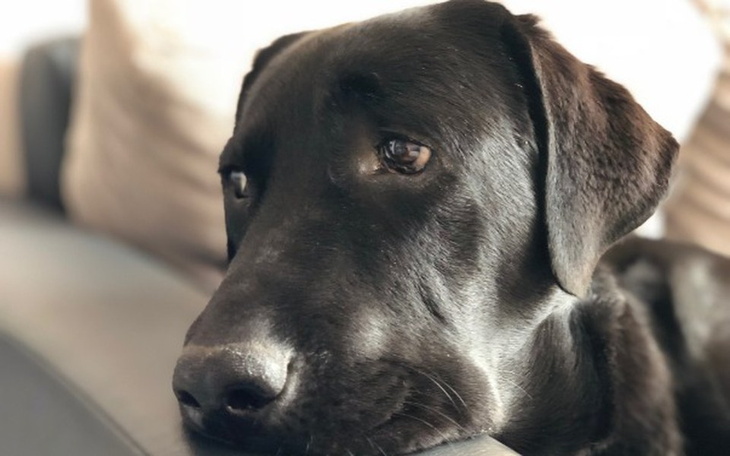 Zbiórka Maniek prosi o pomoc !!! - zdjęcie główne