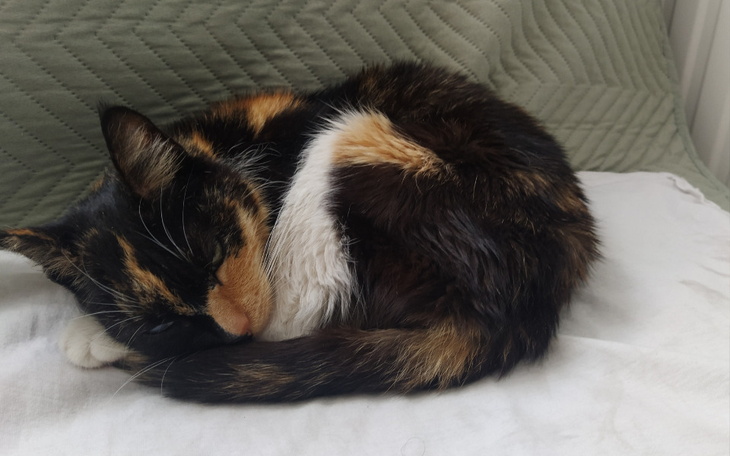 Zbiórka Na chorą trzustkę Pralinki - zdjęcie główne