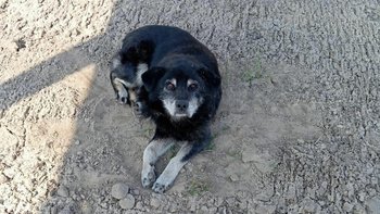 Zbiórka Ratujemy Kosmo - miniaturka zdjęcia