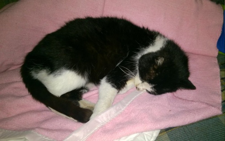 Zbiórka Leczenie Ludwika - zdjęcie główne