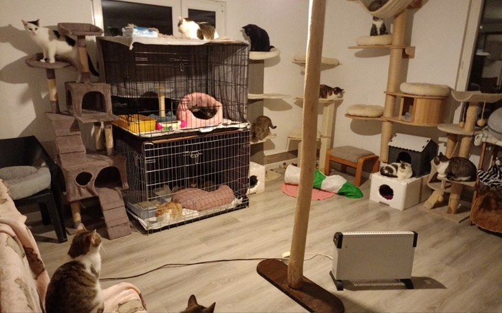 Koty w przytulnym pomieszczeniu z drapakami i zabawkami.