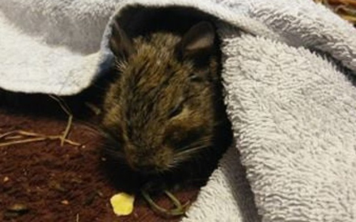 Zbiórka Znajda z chorą wątrobą - zdjęcie główne