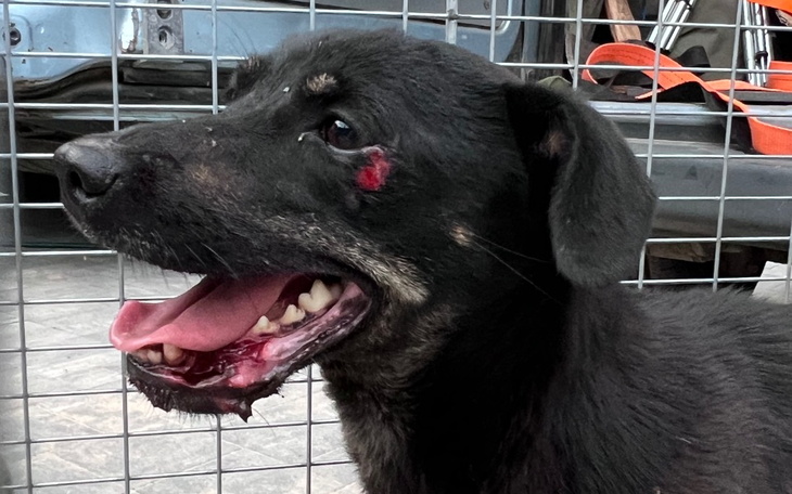 Zbiórka Kreska skatowany szpadlem pies - zdjęcie główne