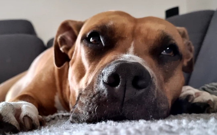 Zbiórka Gina i Tekila - dysplazja - zdjęcie główne