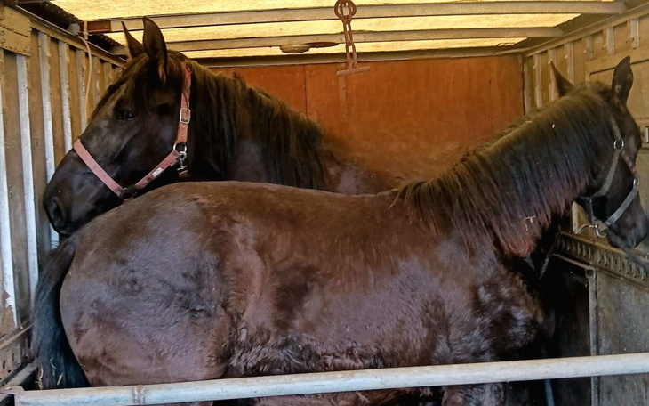 Dwa konie w przyczepie, blisko siebie.