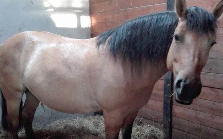 Zbiórka Bajka prosi o życie dla Sarny - zdjęcie główne