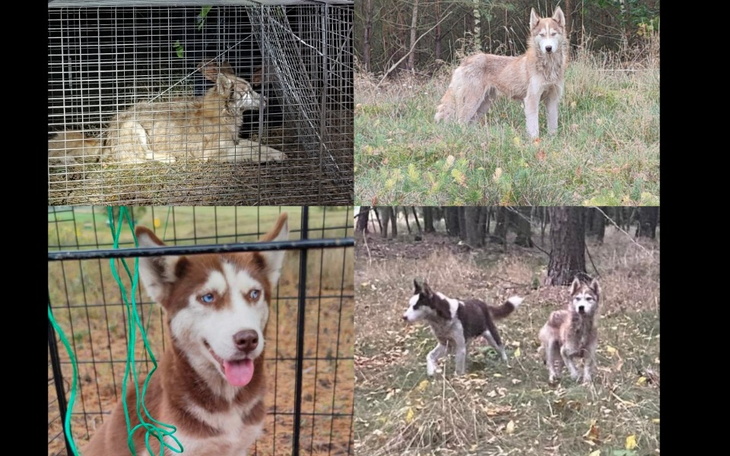 Zbiórka Na ratunek Huskym - zdjęcie główne