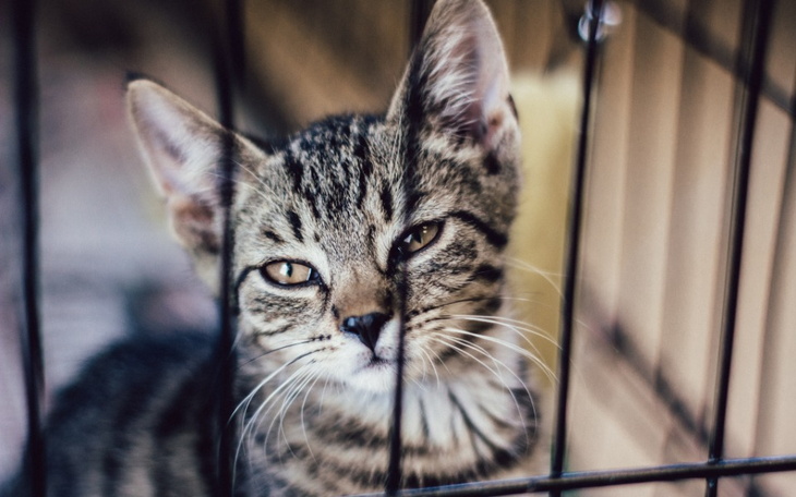 Zbiórka Wakacyjna pomoc dla Schroniska - zdjęcie główne