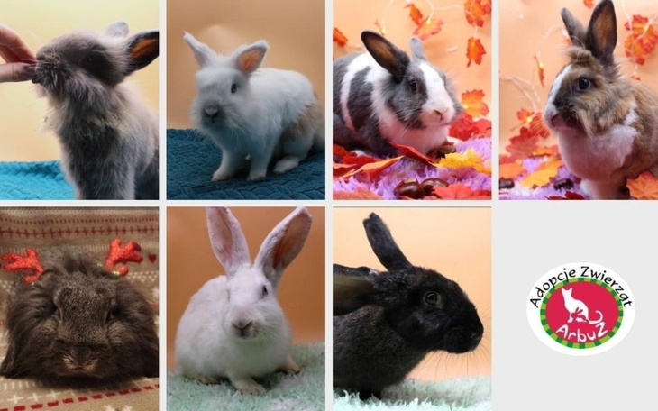 Króliczki w różnych pozach, gotowe do adopcji.