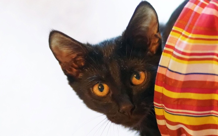 Zbiórka Walczymy o życie Bolka - zdjęcie główne