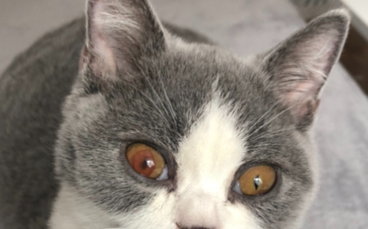 Zbiórka Leczenie chorego na fip Mozziego - zdjęcie główne