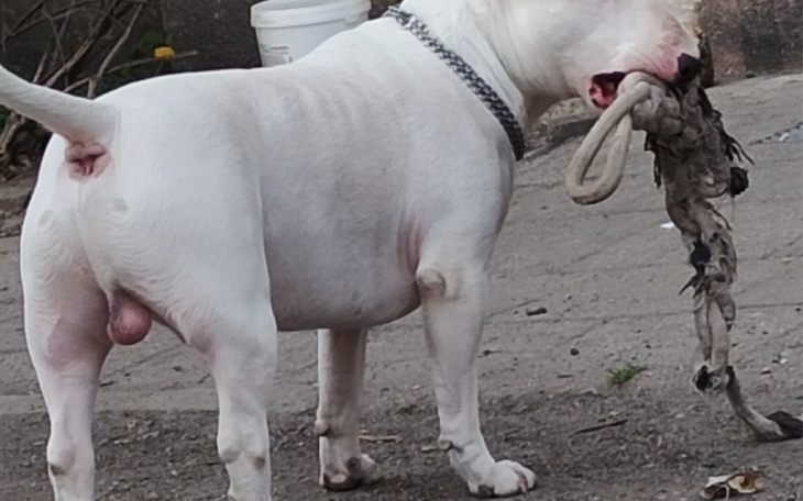 Biały pies trzymający w pysku szarpak na tle podwórka.