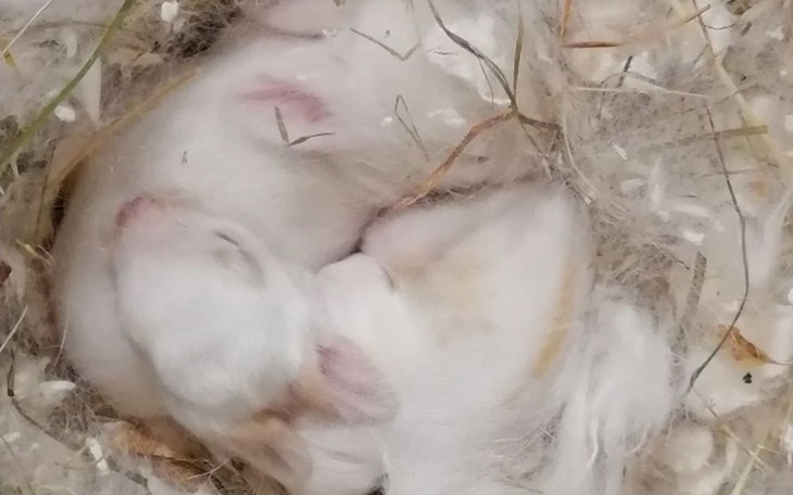 Zbiórka Wyzwanie/wezwanie na pomaganie - zdjęcie główne