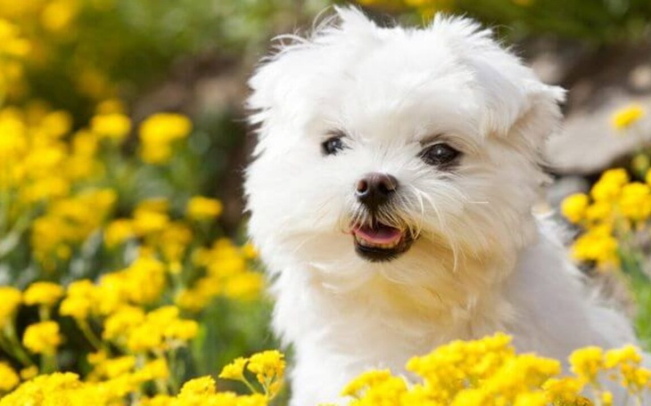 Zbiórka Piesek Marzenie - zdjęcie główne