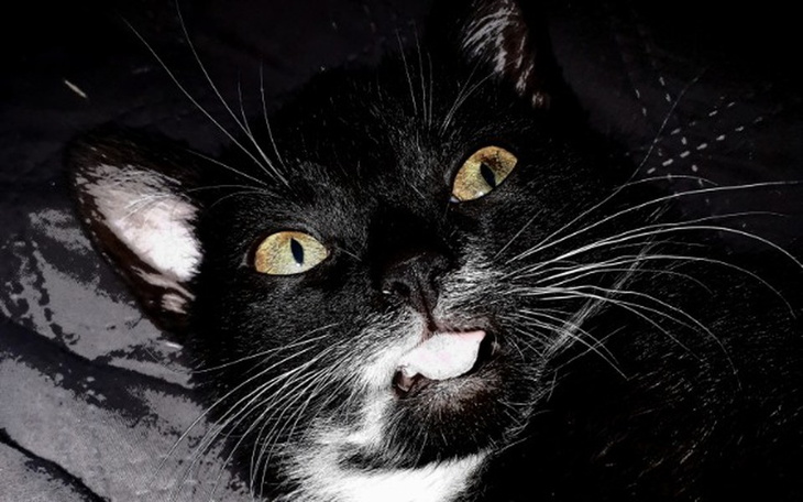 Zbiórka Świadomość dziecięca a zwierz - zdjęcie główne