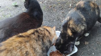 Zbiórka Pomoc kotom wolno żyjącym - miniaturka zdjęcia