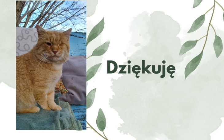 Rudy kot siedzący na tle zieleni z napisem 'Dziękuję'.