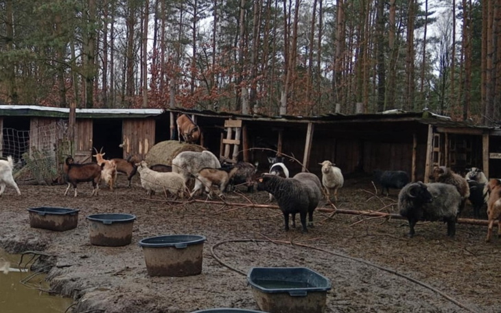 Zbiórka Brak pieniędzy na siano i słomę - zdjęcie główne