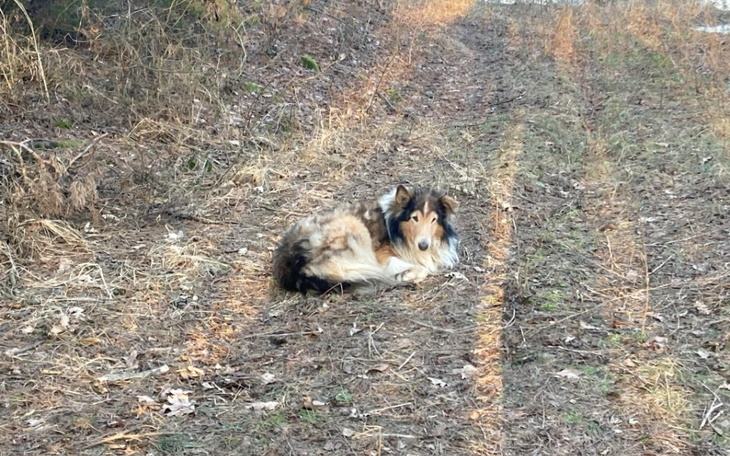 Pies leżący na trawie w lesie, w słoneczny dzień.