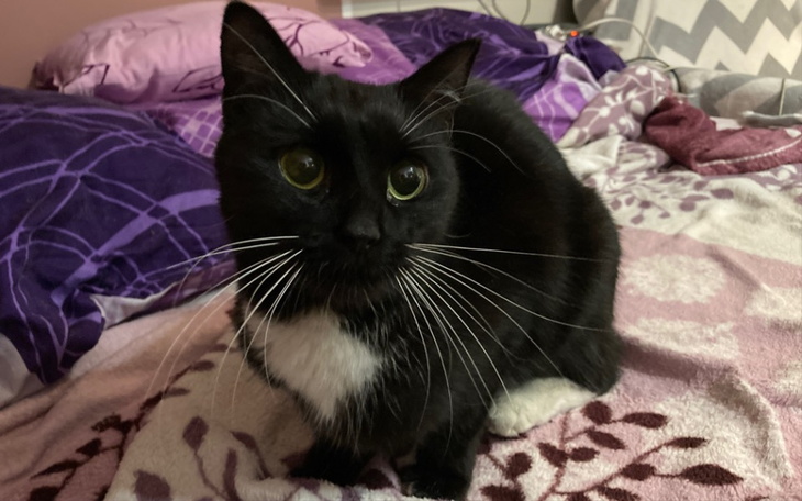 Zbiórka Na chorego uratowanego kota - zdjęcie główne